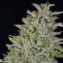 Don Wedding Cake Feminized Marijuana Strain by Don Avalanche Seeds For Sale Online at Cannabis Seeds Outlet