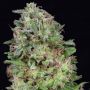 Don White Widow Female Don Avalanche Seeds