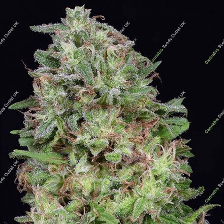 Don Marijuana Strain by Don Avalanche Seeds For Sale Online at Cannabis Seeds Outlet