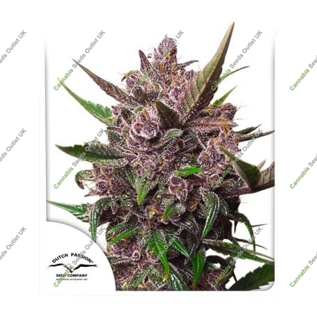 Blackberry Kush Auto Feminized Marijuana Strain by Dutch Passion For Sale Online at Cannabis Seeds Outlet