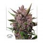 Blackberry Kush Auto Feminized Marijuana Strain by Dutch Passion For Sale Online at Cannabis Seeds Outlet