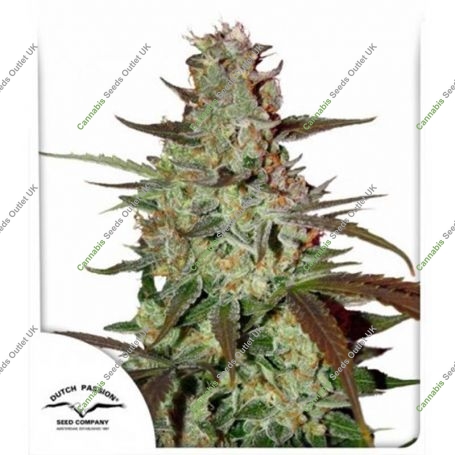 Blue Auto Mazar Feminized Marijuana Strain by Dutch Passion For Sale Online at Cannabis Seeds Outlet