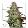 Blue Auto Mazar Feminized Marijuana Strain by Dutch Passion For Sale Online at Cannabis Seeds Outlet