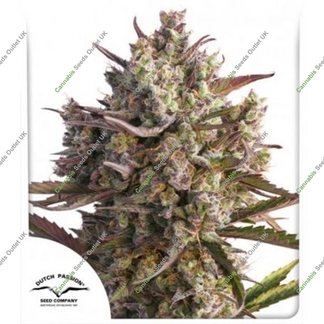 Blueberry Automatic Feminized Marijuana Strain by Dutch Passion For Sale Online at Cannabis Seeds Outlet