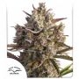 Blueberry Automatic Feminized Marijuana Strain by Dutch Passion For Sale Online at Cannabis Seeds Outlet