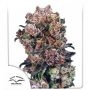 Blueberry Regular Marijuana Strain by Dutch Passion For Sale Online at Cannabis Seeds Outlet