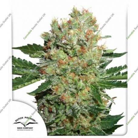 Brainstorm Feminized Marijuana Strain by Dutch Passion For Sale Online at Cannabis Seeds Outlet