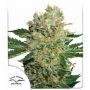Brainstorm Feminized Marijuana Strain by Dutch Passion For Sale Online at Cannabis Seeds Outlet