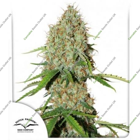 Brooklyn Sunrise Auto Marijuana Strain by Dutch Passion For Sale Online at Cannabis Seeds Outlet