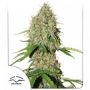 Brooklyn Sunrise Auto Marijuana Strain by Dutch Passion For Sale Online at Cannabis Seeds Outlet