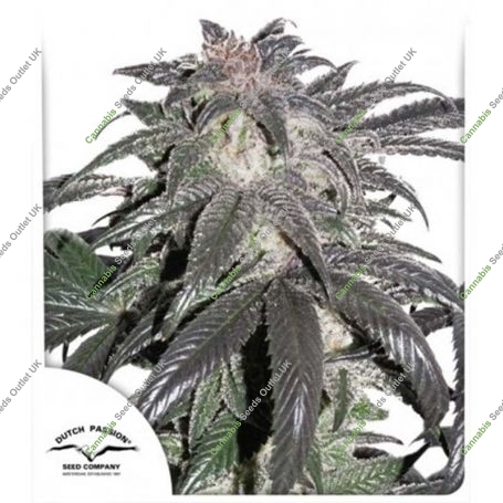Bubba Island Kush Feminized Marijuana Strain by Dutch Passion For Sale Online at Cannabis Seeds Outlet