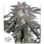 Bubba Island Kush Feminized Marijuana Strain by Dutch Passion For Sale Online at Cannabis Seeds Outlet