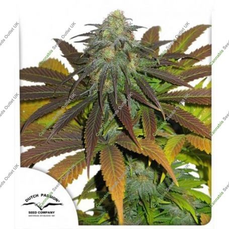 Californian Orange Feminized Marijuana Strain by Dutch Passion For Sale Online at Cannabis Seeds Outlet