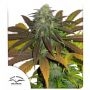Californian Orange Feminized Marijuana Strain by Dutch Passion For Sale Online at Cannabis Seeds Outlet