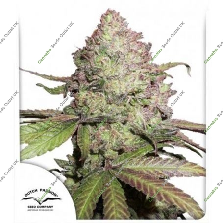CBD Auto Charlottes Angel Marijuana Strain by Dutch Passion For Sale Online at Cannabis Seeds Outlet