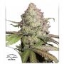 CBD Auto Charlottes Angel Marijuana Strain by Dutch Passion For Sale Online at Cannabis Seeds Outlet