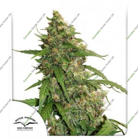 CBD Auto Compassion Lime Marijuana Strain by Dutch Passion For Sale Online at Cannabis Seeds Outlet