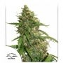 CBD Auto Compassion Lime Marijuana Strain by Dutch Passion For Sale Online at Cannabis Seeds Outlet
