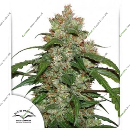 CBD Auto Marijuana Strain by Dutch Passion For Sale Online at Cannabis Seeds Outlet