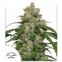 CBD Auto Marijuana Strain by Dutch Passion For Sale Online at Cannabis Seeds Outlet