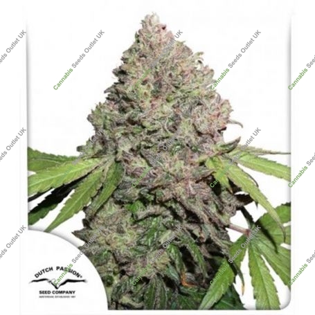 CBD Charlottes Angel Feminized Marijuana Strain by Dutch Passion For Sale Online at Cannabis Seeds Outlet