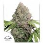 CBD Charlottes Angel Feminized Marijuana Strain by Dutch Passion For Sale Online at Cannabis Seeds Outlet