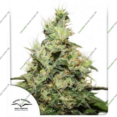 CBD Kush Feminized Marijuana Strain by Dutch Passion For Sale Online at Cannabis Seeds Outlet