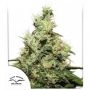 CBD Kush Feminized Marijuana Strain by Dutch Passion For Sale Online at Cannabis Seeds Outlet