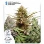 CBD Rich Feminized Marijuana Strain by Dutch Passion For Sale Online at Cannabis Seeds Outlet