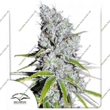 CBD Skunk Haze Feminized Marijuana Strain by Dutch Passion For Sale Online at Cannabis Seeds Outlet