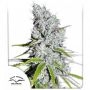 CBD Skunk Haze Feminized Marijuana Strain by Dutch Passion For Sale Online at Cannabis Seeds Outlet