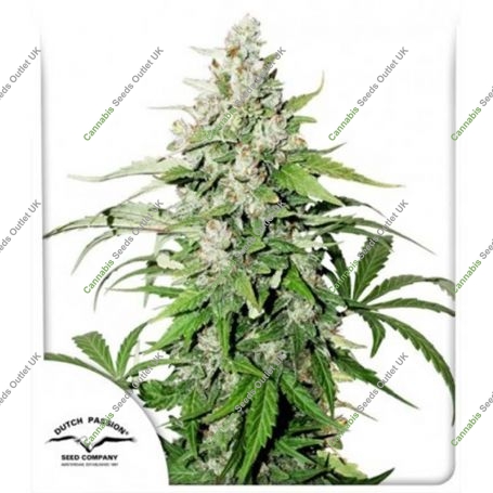 Cinderella Jack Auto Feminized Marijuana Strain by Dutch Passion For Sale Online at Cannabis Seeds Outlet