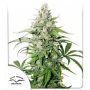 Cinderella Jack Auto Feminized Marijuana Strain by Dutch Passion For Sale Online at Cannabis Seeds Outlet