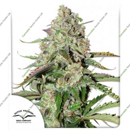 Colorado Cookies Auto Marijuana Strain by Dutch Passion For Sale Online at Cannabis Seeds Outlet