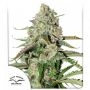 Colorado Cookies Auto Marijuana Strain by Dutch Passion For Sale Online at Cannabis Seeds Outlet