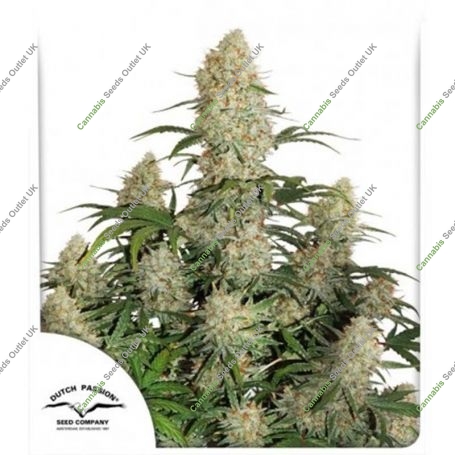 Critical Orange Punch Auto Marijuana Strain by Dutch Passion For Sale Online at Cannabis Seeds Outlet