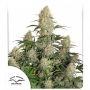Critical Orange Punch Auto Marijuana Strain by Dutch Passion For Sale Online at Cannabis Seeds Outlet