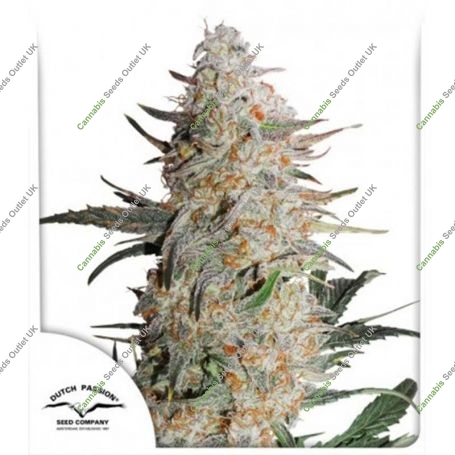 Critical Orange Punch Feminized Marijuana Strain by Dutch Passion For Sale Online at Cannabis Seeds Outlet