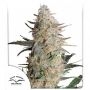 Critical Orange Punch Feminized Marijuana Strain by Dutch Passion For Sale Online at Cannabis Seeds Outlet