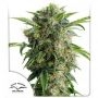 Daiquiri Lime Auto Feminized Marijuana Strain by Dutch Passion For Sale Online at Cannabis Seeds Outlet