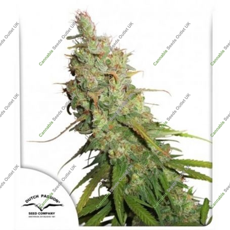 Desfran Auto Feminized Marijuana Strain by Dutch Passion For Sale Online at Cannabis Seeds Outlet