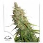 Desfran Auto Feminized Marijuana Strain by Dutch Passion For Sale Online at Cannabis Seeds Outlet
