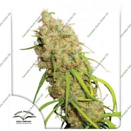 Desfran Feminized Marijuana Strain by Dutch Passion For Sale Online at Cannabis Seeds Outlet
