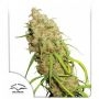 Desfran Feminized Marijuana Strain by Dutch Passion For Sale Online at Cannabis Seeds Outlet