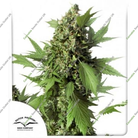 Duck Auto Feminized Marijuana Strain by Dutch Passion For Sale Online at Cannabis Seeds Outlet