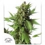 Duck Auto Feminized Marijuana Strain by Dutch Passion For Sale Online at Cannabis Seeds Outlet