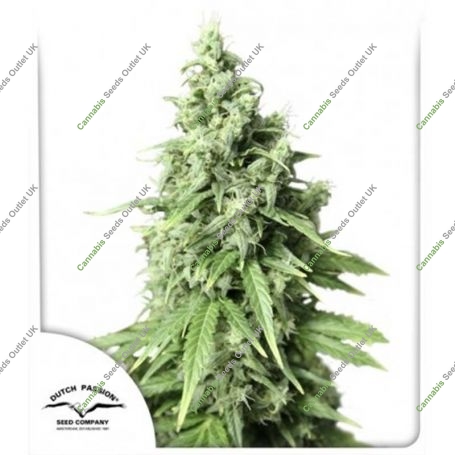 Durban Poison Auto Marijuana Strain by Dutch Passion For Sale Online at Cannabis Seeds Outlet