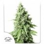 Durban Poison Auto Marijuana Strain by Dutch Passion For Sale Online at Cannabis Seeds Outlet