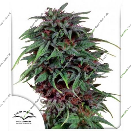 Durban Poison Regular Marijuana Strain by Dutch Passion For Sale Online at Cannabis Seeds Outlet