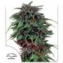 Durban Poison Regular Marijuana Strain by Dutch Passion For Sale Online at Cannabis Seeds Outlet